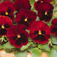 Pansy Semi Delta Pure Rose Flower Seeds