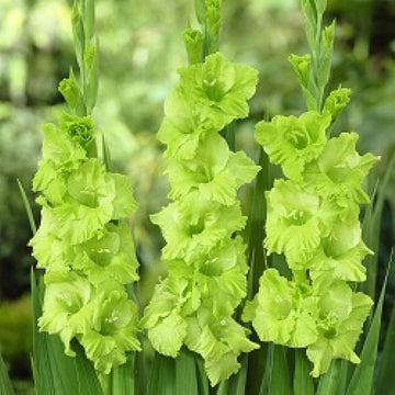 Green Gladiolus Flower Seeds for Planting Pollinator Friendly Heirloom & GMO Free Seeds for Home Garden
 
 Sale
