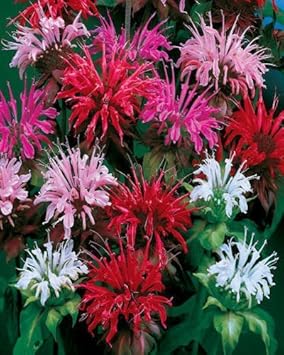 Mixed Panorama Flower seeds for Planting - Fragrant Blossoms, Heirloom & GMO Free Seeds for Home Garden
 
 Sale for planting in home garden