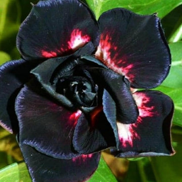 Black Adenium Flower Seeds – Exotic Wildflower Mix Heirloom & NonGMO for Home Garden
 
 Sale