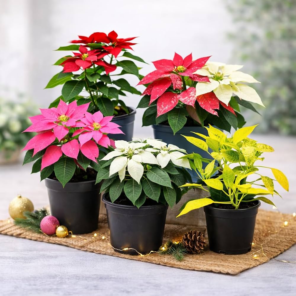 Mixed Poinsettia Flower seeds for Planting - Garden Favorite, Heirloom & GMO Free Seeds for Home Garden