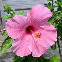 White Pink Hibiscus Flower seeds for Planting Bright Blooms Heirloom & GMO Free Seeds for Home Garden 
 
 Sale