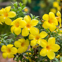 Yellow Madia Flower seeds for Planting - Shade Tolerant, Heirloom & GMO Free Seeds for Home Garden