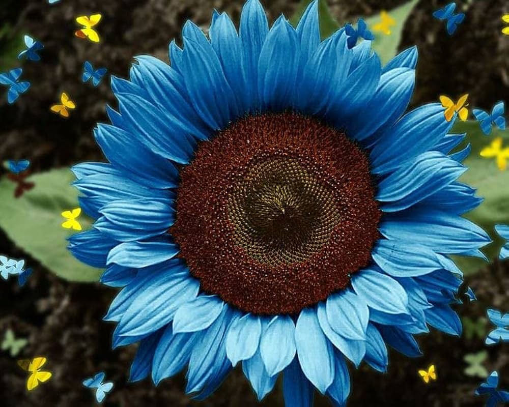 Mini Rainbow Sunflower Seeds, Ornamental Bonsai Plants