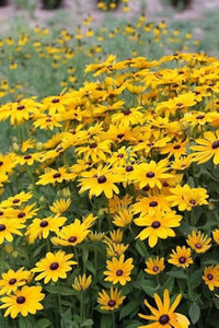 Dark Yellow Mini Sunflower Seeds for Planting – Premium Quality Heirloom & NonGMO Seeds for Home Garden
 
 Sale