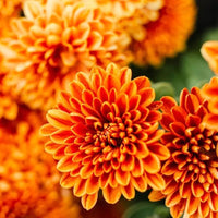 Light Orange Chrysanthemum Flower seeds for Planting - Easy to Grow, Heirloom & GMO Free Seeds for Home Garden