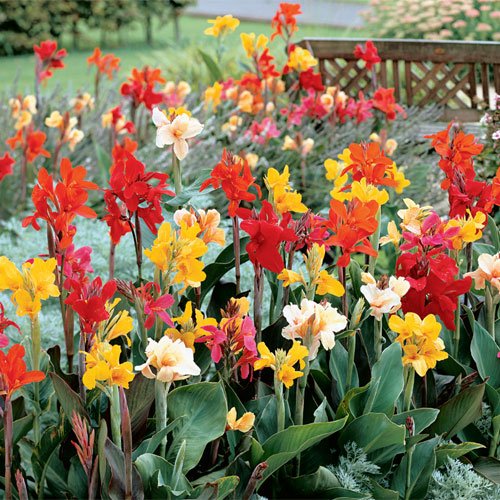 Canna plant with lush foliage and vibrant flowers