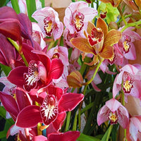 Cymbidium flowering plants growing in a garden container