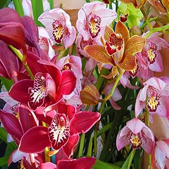 Mixed Cymbidium orchid flowers in different colors