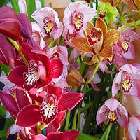 Mixed Cymbidium orchid flowers in different colors