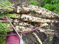Hamburg Root Parsley Seeds (Petroselinum Cr. tuberosum) for Dual-Use