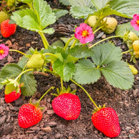 Giant Super Red Fragola Gennaro strawberry seeds for home garden planting