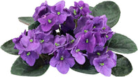 Violet Mini Violet Flower Seeds for Planting Cottage Garden Essential Heirloom & GMO Free Seeds for Home Garden
 
 Sale