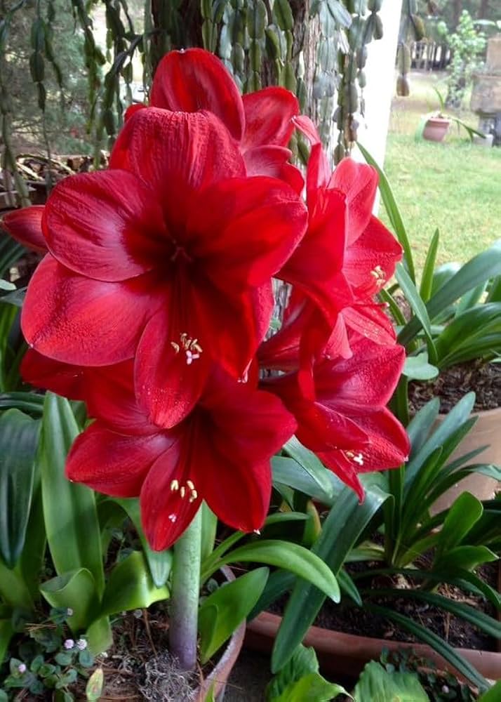 Maroon Amaryllis Flower seeds for Planting Drought Tolerant Heirloom & GMO Free Seeds for Home Garden