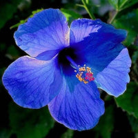 Dark Blue Hibiscus Flower Seeds for Planting Perfect for Borders Heirloom & GMO Free Seeds for Home Garden
 
 Sale