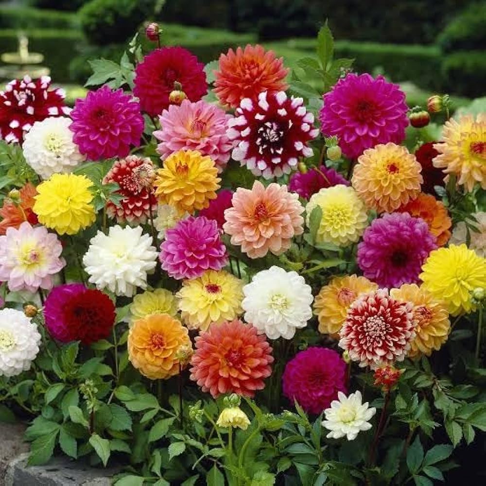 Misti Dalia Flower Seeds – Soft and Elegant Garden Blooms