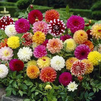 Misti Dalia Flower Seeds – Soft and Elegant Garden Blooms
