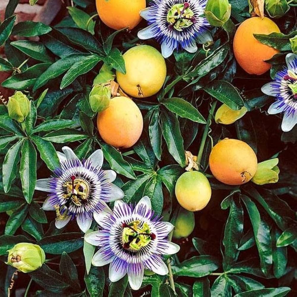 Yellow passion fruit vine seeds for planting in home gardens and containers