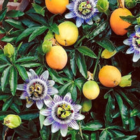 Yellow passion fruit vine seeds for planting in home gardens and containers
