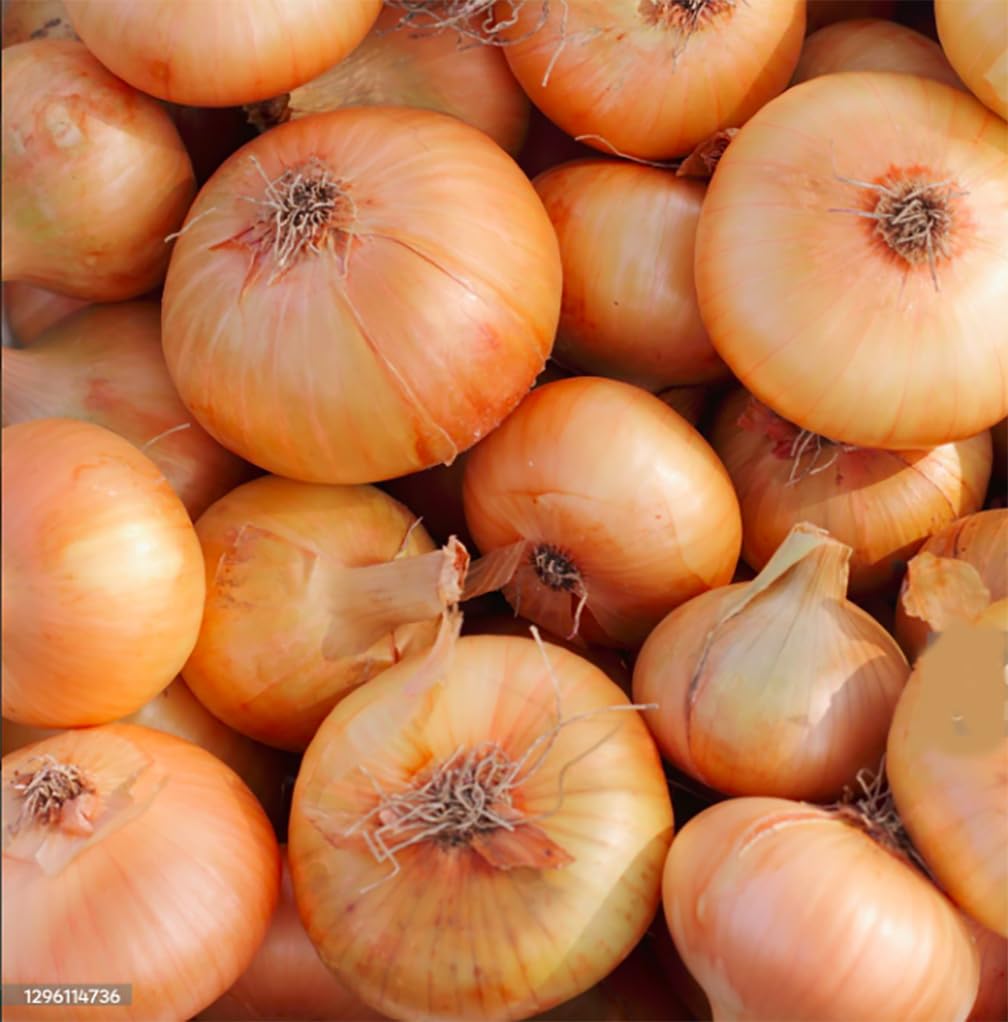 Cipollini Yellow Onion Seeds for Planting – Sweet Coin Shaped Heirloom Onion Vegetable Seeds