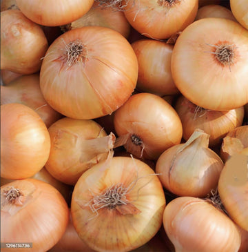 Cipollini Yellow Onion Seeds for Planting – Sweet Coin Shaped Heirloom Onion Vegetable Seeds