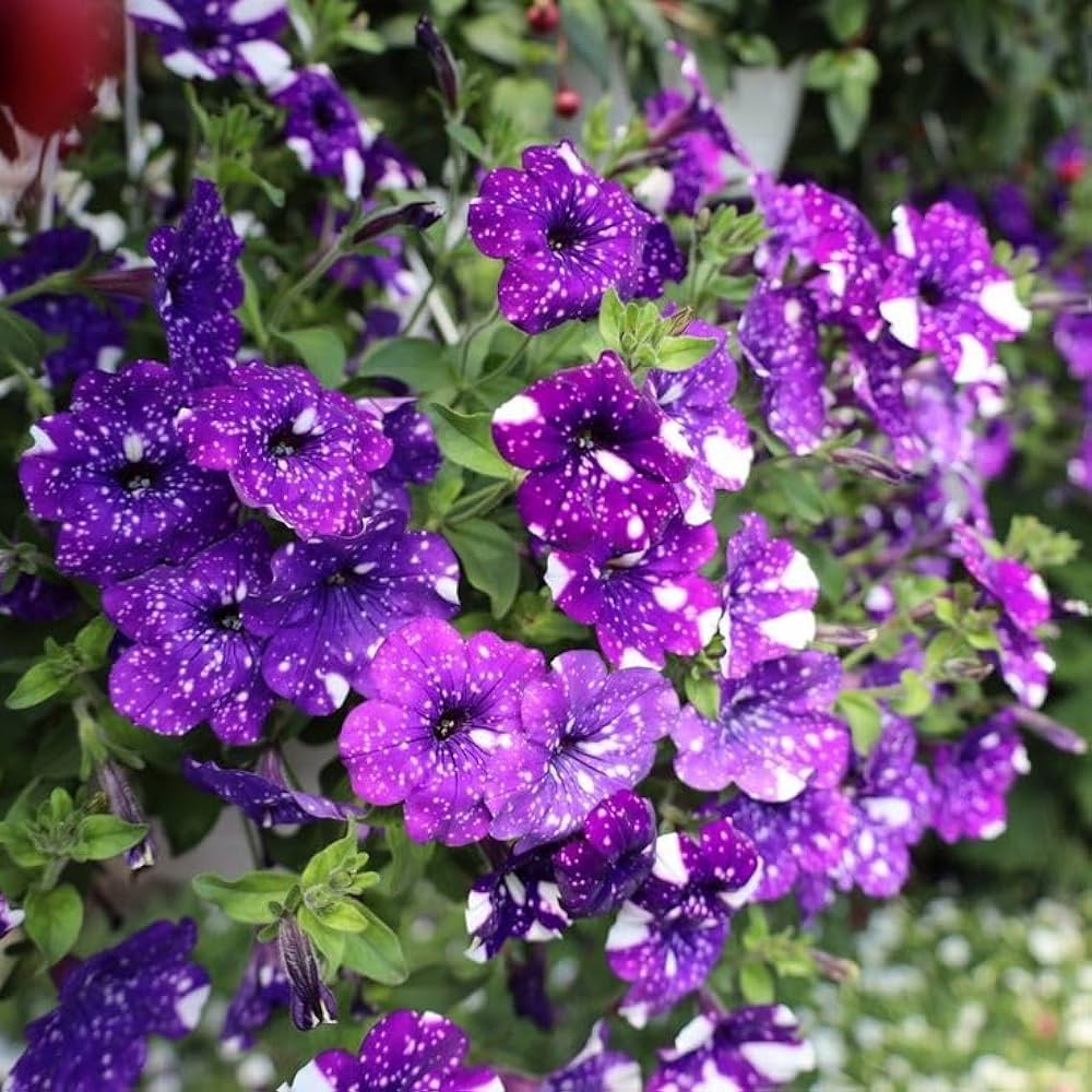 Night Sky Petunia Seeds for Planting – Unique Purple Starry Garden Flower Seeds