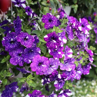 Night Sky Petunia Seeds for Planting – Unique Purple Starry Garden Flower Seeds