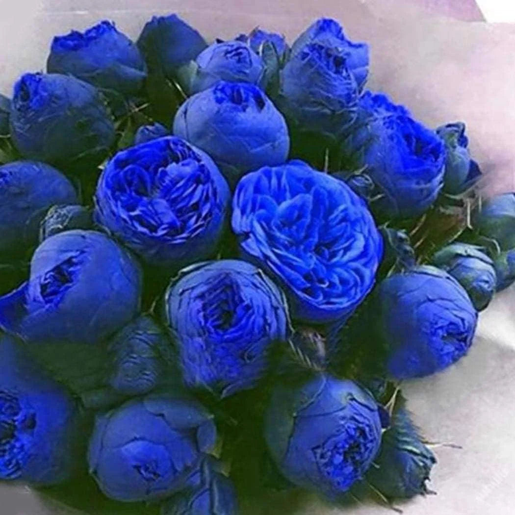 Blue Ranunculus Flower Seeds Flower seeds for Planting Low Maintenance Heirloom & GMO Free Seeds for Home Garden