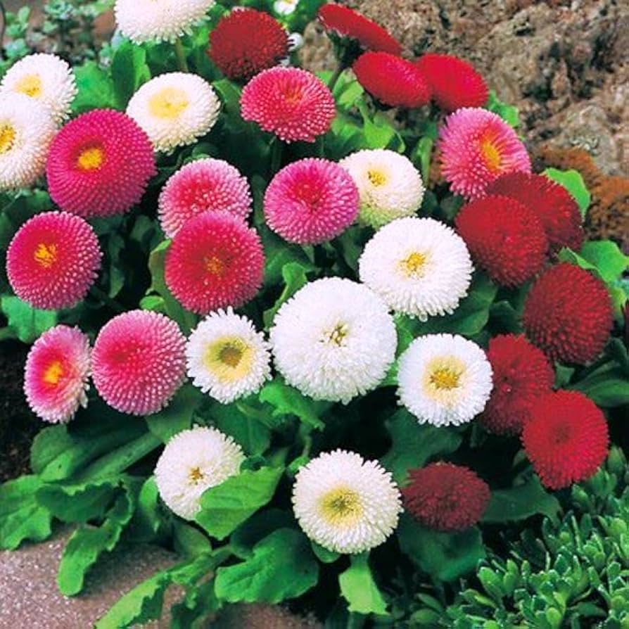 English Daisy Pompon Double Mix Seeds (Bellis perennis) | Perennial Flower for Garden Planting