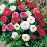 English Daisy Pompon Double Mix Seeds (Bellis perennis) | Perennial Flower for Garden Planting
