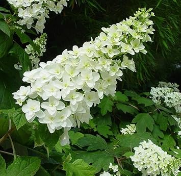Quercifolia Flower seeds for Planting - Garden Favorite, Heirloom & GMO Free Seeds for Home Garden
 
 Sale for planting in home garden