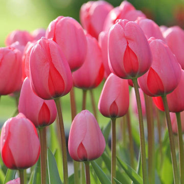 Pink Odorous Tulip Flower seeds for Planting - Long Bloom Season, Heirloom & GMO Free Seeds for Home Garden
 
 Sale for planting in home garden