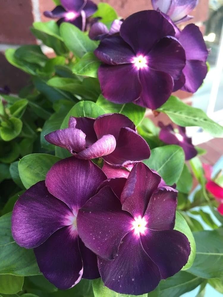 Purple Periwinkle Flower seeds for Planting Easy to Grow Heirloom & GMO Free Seeds for Home Garden 
 
 Sale