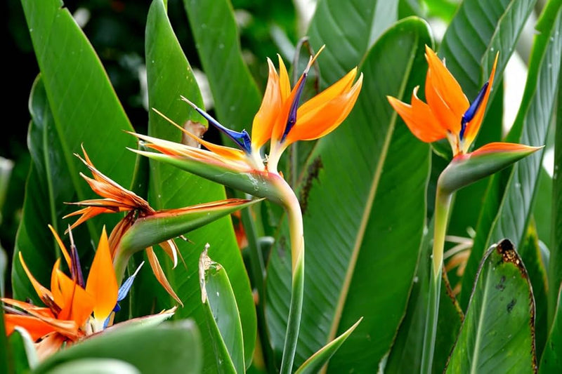 Orange Blue Strelitzia Reginae Flower seeds for Planting Easy to Grow Heirloom & GMO Free Seeds for Home Garden