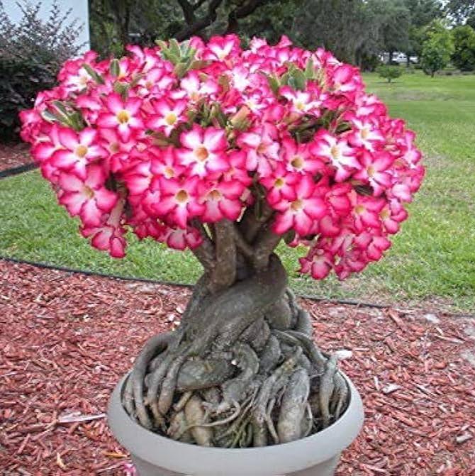 Rose Planting Seeds for Bonsai Flower Gardens: Nurture Timeless Beauty in Your Green Space