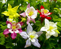 Tequila Sunrise Columbine Flower seeds for Planting, Sun Loving Heirloom & GMO Free Seeds for Home Garden