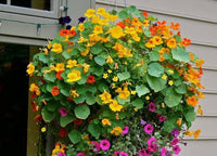 Nasturtium Tropaeolum majus Flower Seeds for Planting