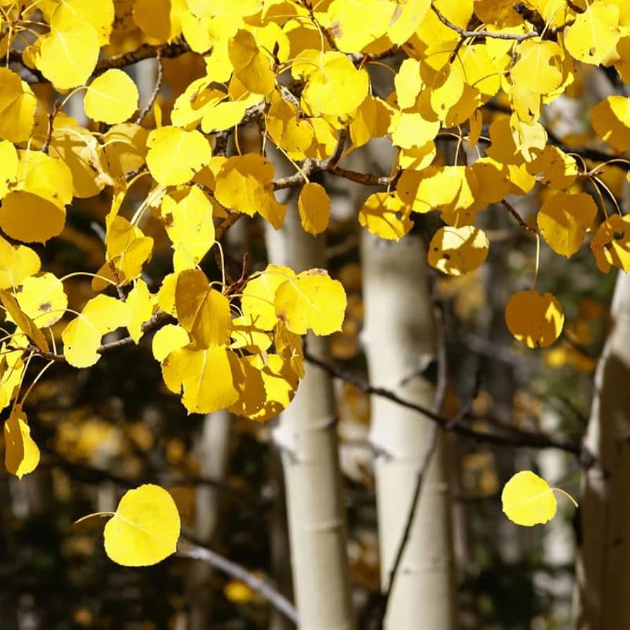 Yellow Quaking Aspen tree with bright autumn foliage in a landscape.

