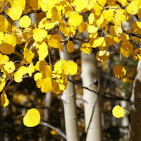Yellow Quaking Aspen tree with bright autumn foliage in a landscape.
