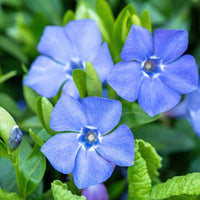 Blue Vinca Periwinkle Flower seeds for Planting - Seasonal Bloomer, Heirloom & GMO Free Seeds for Home Garden
 
 Sale