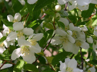 White Philadelphus Flower seeds for Planting - Hardy Variety, Heirloom & GMO Free Seeds for Home Garden