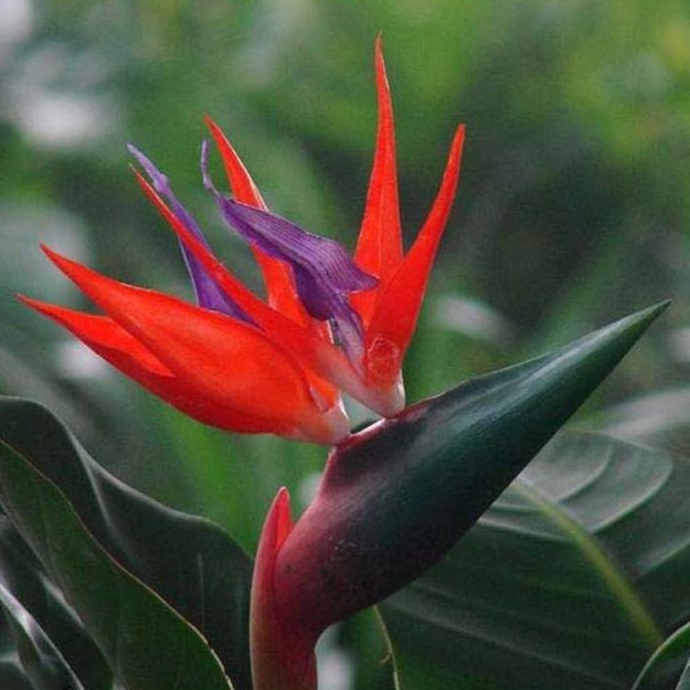 Red Strelitzia Reginae Seeds Flower seeds for Planting Low Maintenance Heirloom & GMO Free Seeds for Home Garden