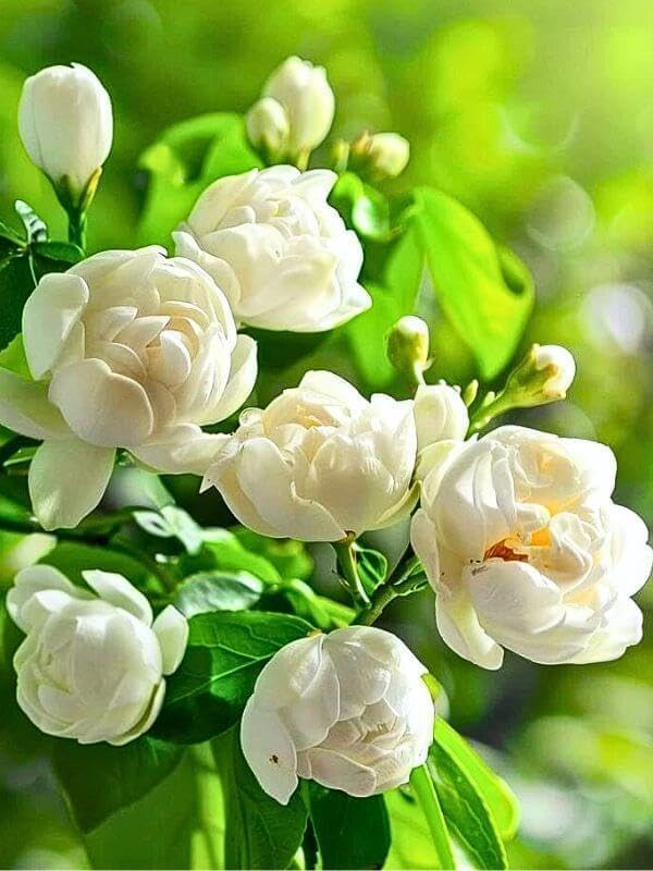 Fresh white jasmine flowers blooming with lush green foliage.
