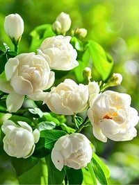 Fresh white jasmine flowers blooming with lush green foliage.
