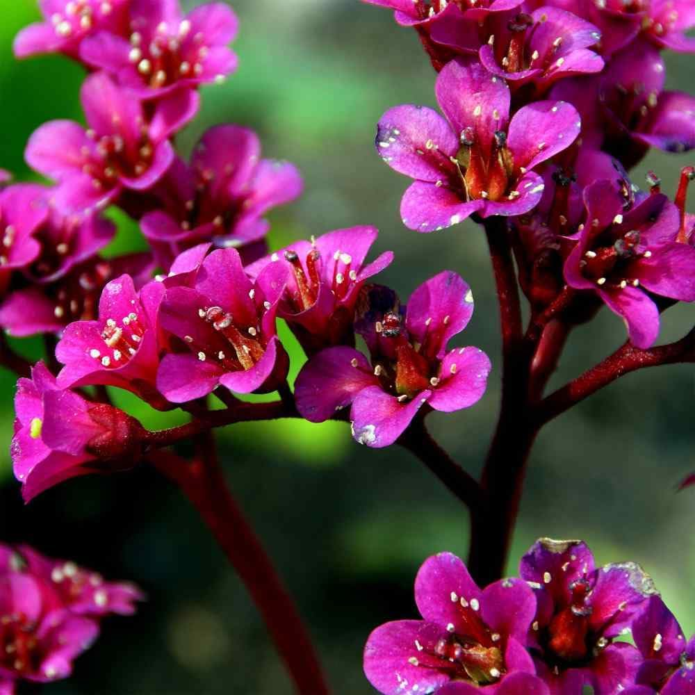 Cordifolia Flower seeds for Planting - Pollinator Friendly, Heirloom & GMO Free Seeds for Home Garden
 
 Sale seeds for planting in home garden