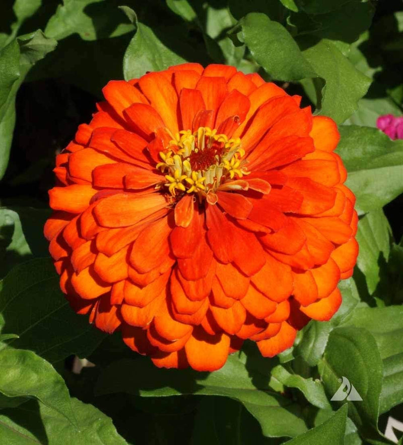 Zinnia Orange Flower seeds for Planting - Bright Blooms, Heirloom & GMO Free Seeds for Home Garden
 
 Sale seeds for planting in home garden