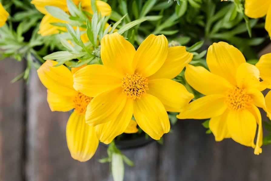 Bidens Flower seeds for Planting - Low Maintenance, Heirloom & GMO Free Seeds for Home Garden
 
 Sale seeds for planting in home garden