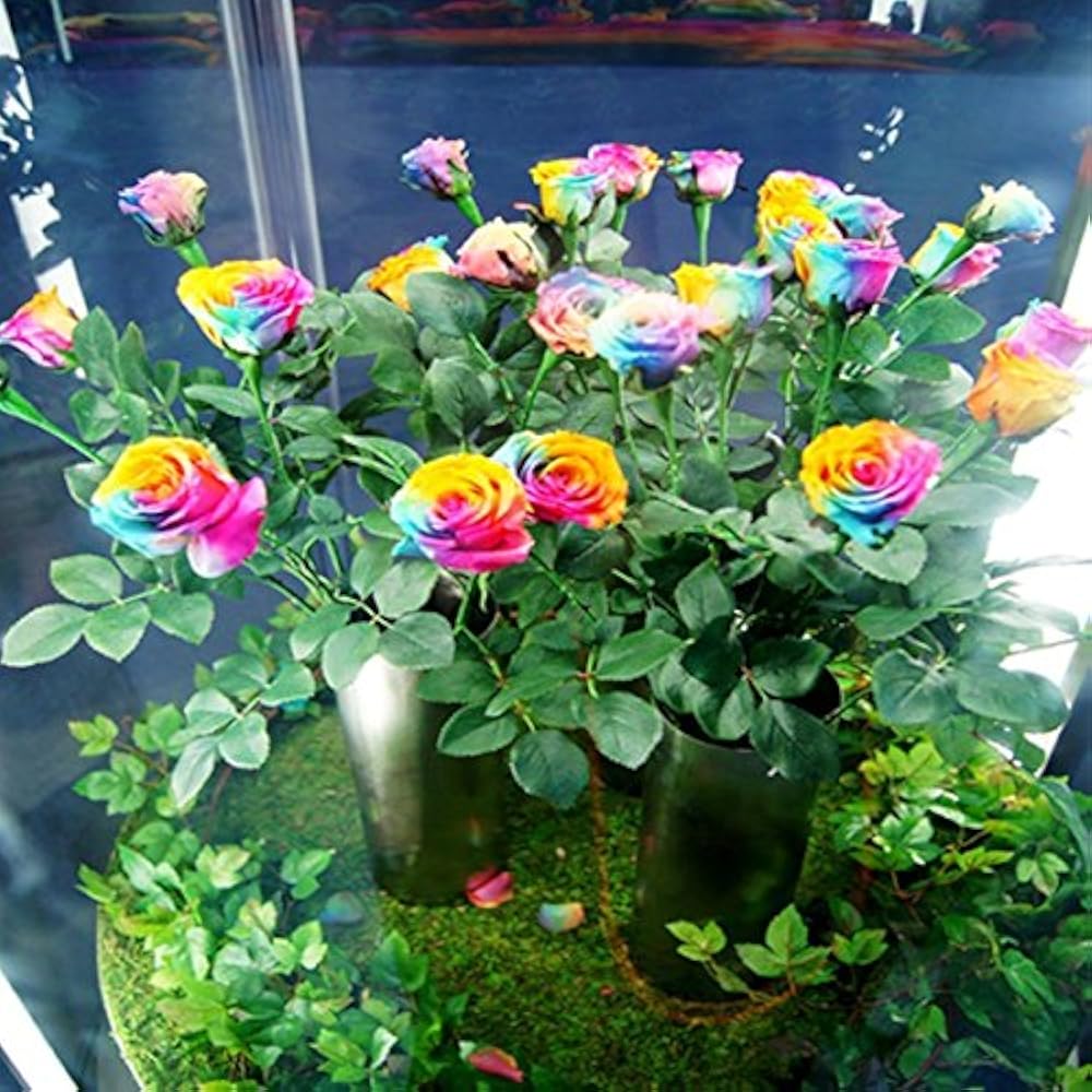 Orange Rainbow Potted Rose Flower Seeds for Planting Vibrant Colors Heirloom & GMO Free Seeds for Home Garden
 
 Sale