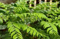 Curry Leaf plant thriving in a container on a sunny patio.