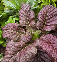 Red Giant Mustard Seeds for Planting – Heirloom Mustard Greens Vegetable Seeds
